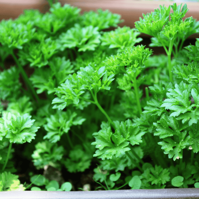 Parsley Herb Seeds (Pack Of - 60-70 Seeds) Parsley Herb Seeds (Pack Of - 60-70 Seeds)