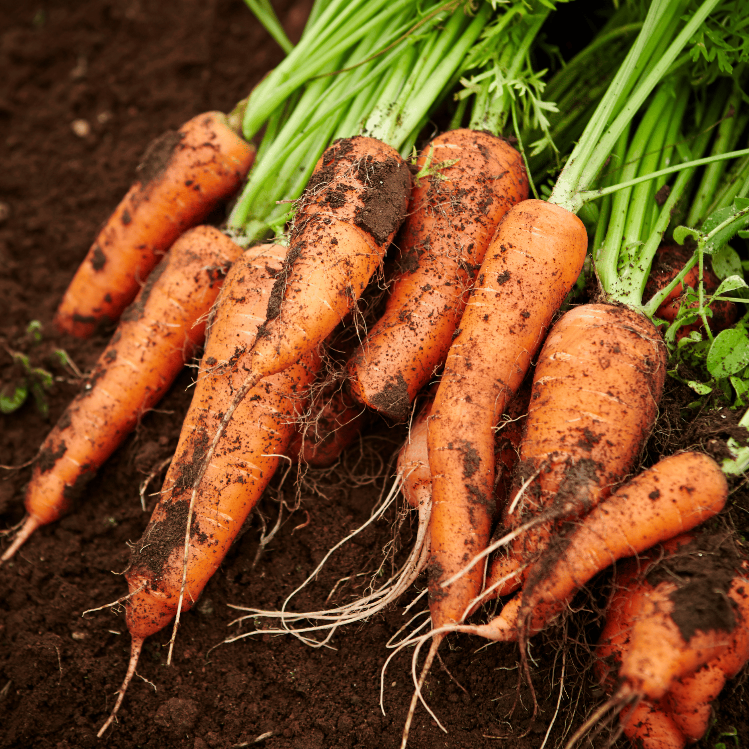 Organic (Desi) Carrot/Gajar Seeds(Pack Of - 50 Seeds)