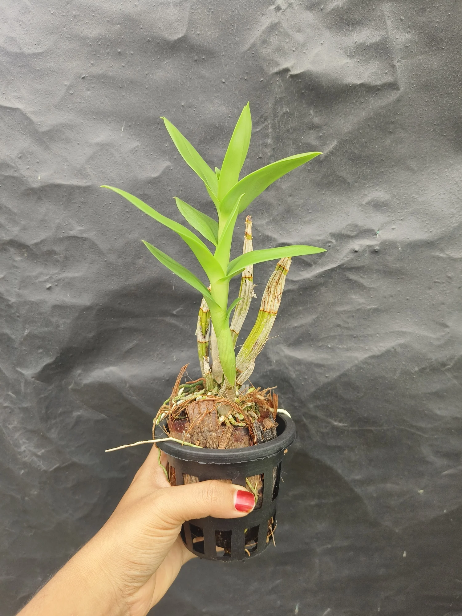 Buy Dendrobium March Stripe Orchid Plant Online India