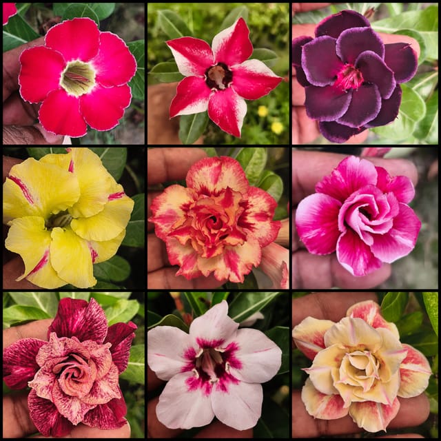 Grafted Adenium Plants Combo | Pack of 9 Plants I hybrid