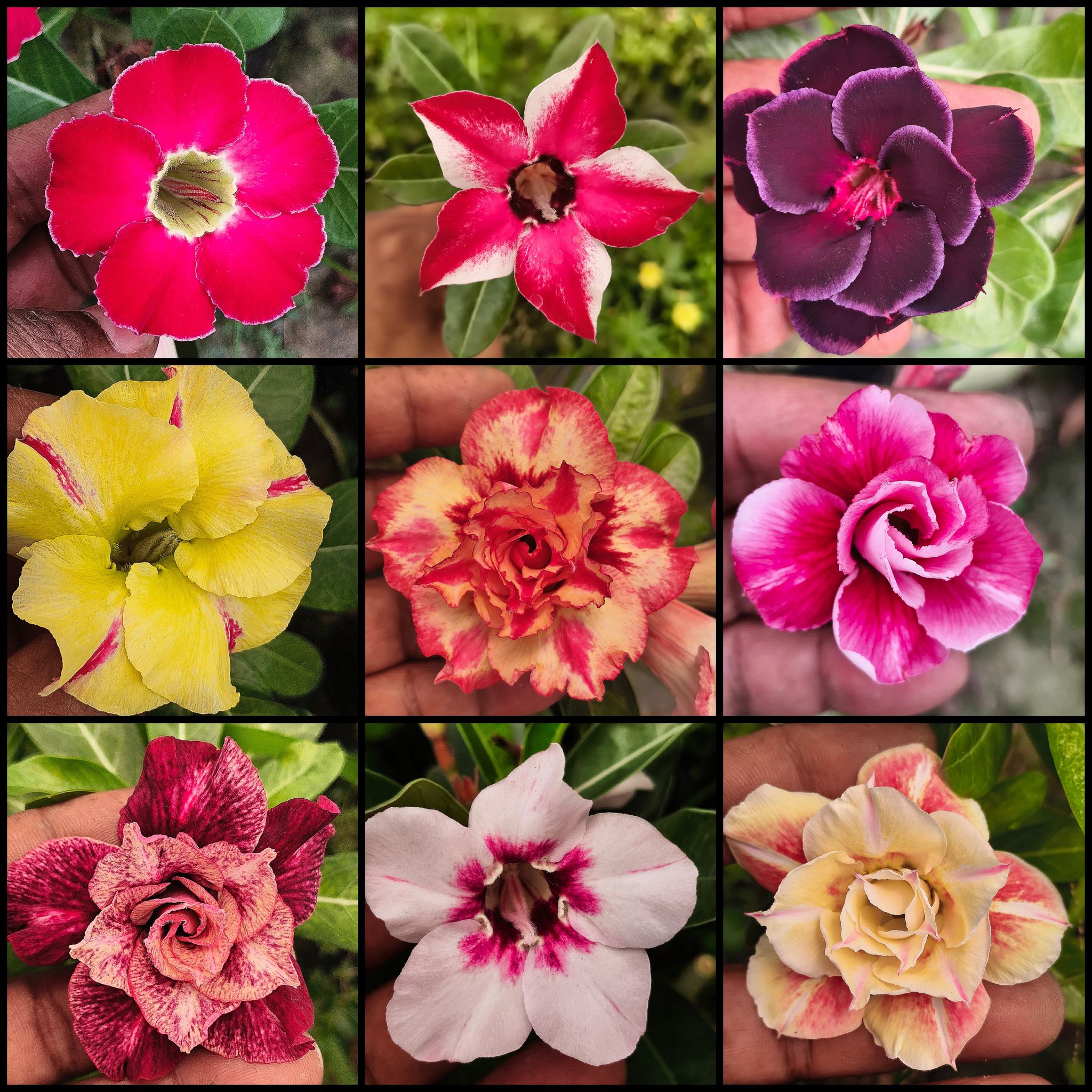 Grafted Adenium Plants Combo | Pack of 9 Plants I hybrid