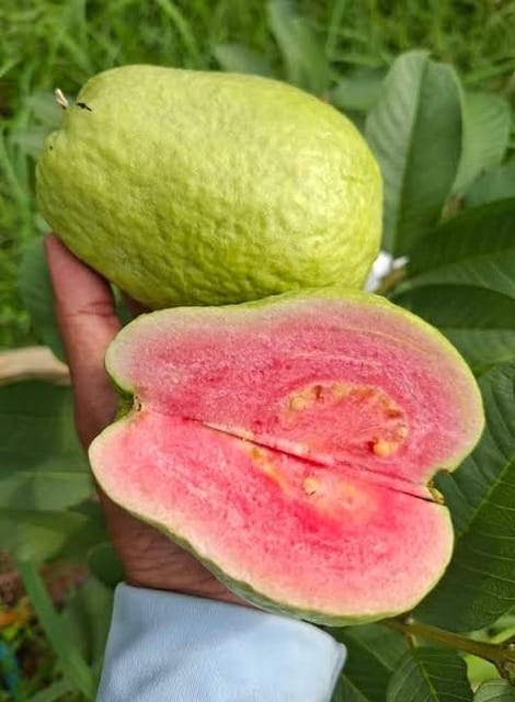 Red Dimond1 Guava  (Jarvi) Plant-Green Tree Nursery