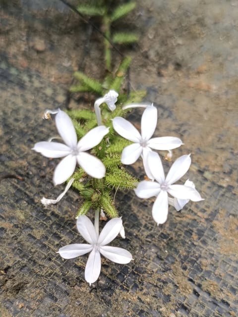 Vella Koduveli - Plumbago zeylanica - White Leadwort Vella Koduveli - Plumbago zeylanica - White Leadwort