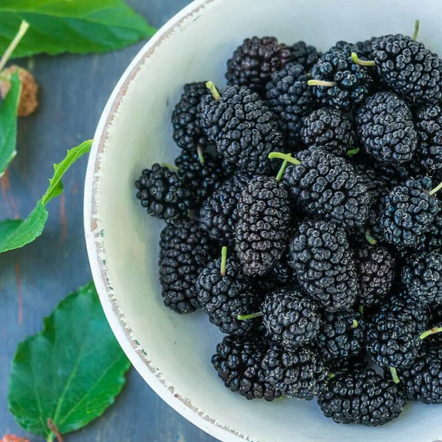 Dwarf Mulberry Pot Plant - 2 Plant Combo Dwarf Mulberry Pot Plant - 2 Plant Combo