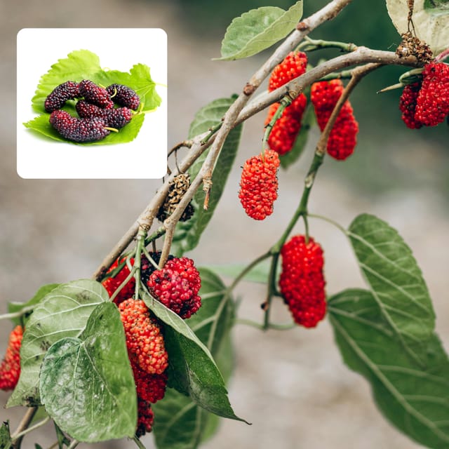 Mulberry Shahtoot All Time Layering/Grafted Fruit Plant (1.5-2 Feet Height)