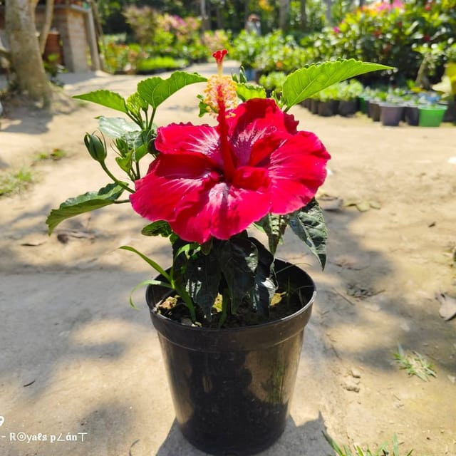Plants Villa - Dark Red American Hibiscus Flower Plant Plants Villa - Dark Red American Hibiscus Flower Plant