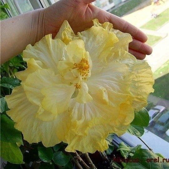 Plants Villa - Australian Variety Grafted Hibiscus Flower Plant