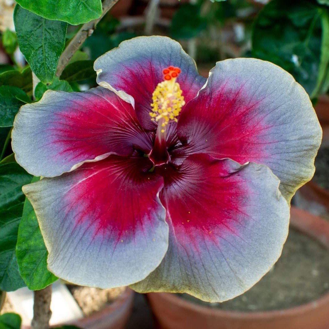 Plants Villa - Australian Variety Grafted Hibiscus Flower Plant