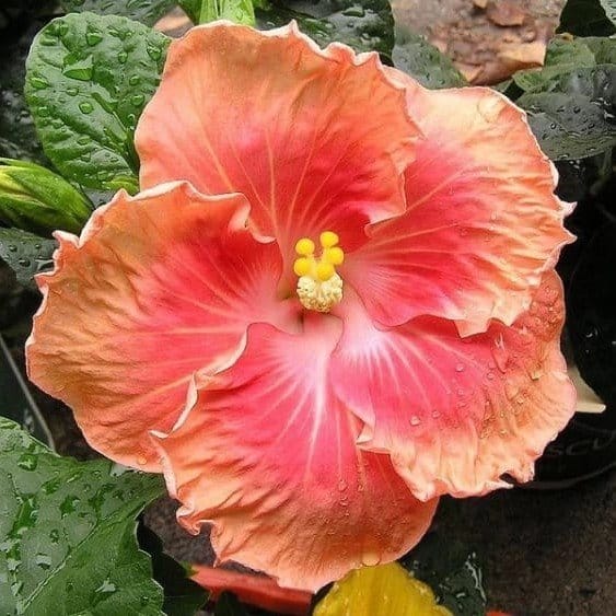 Plants Villa - Australian Variety Grafted Hibiscus Flower Plant