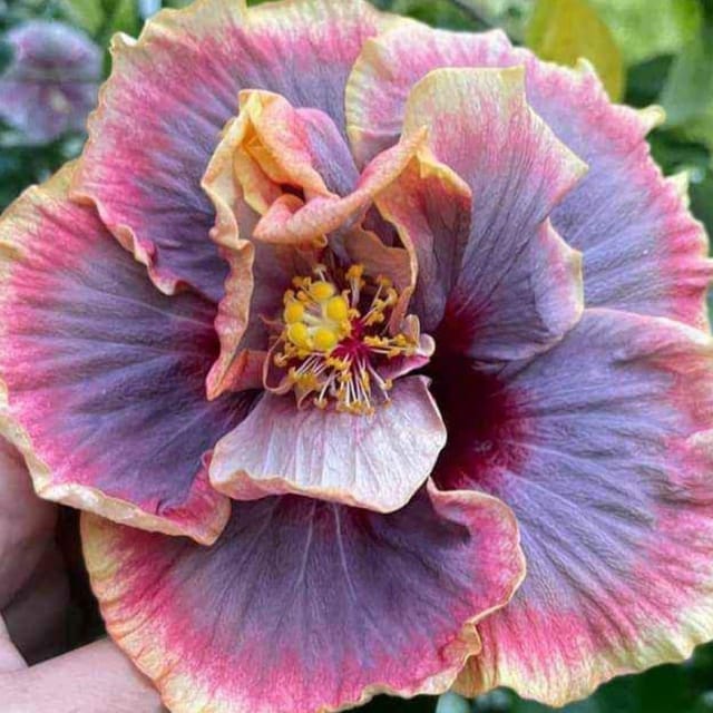 Plants Villa - Double Petal Variety Grafted Hibiscus Flower Plant Plants Villa - Double Petal Variety Grafted Hibiscus Flower Plant