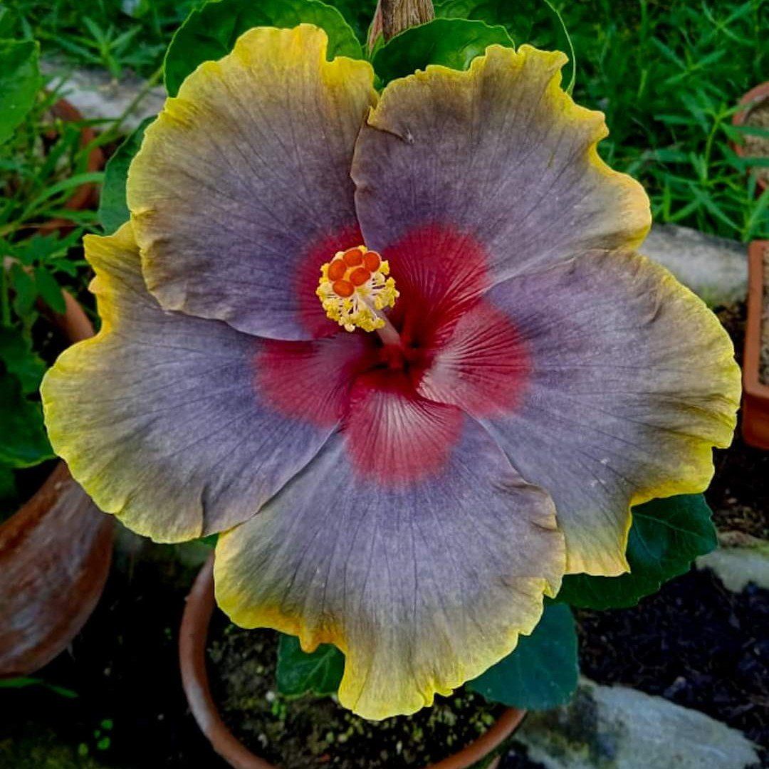 Plants Villa - Australian Variety Grafted Hibiscus Flower Plant