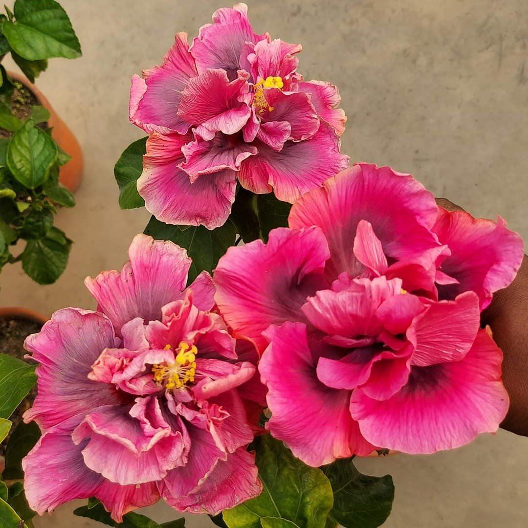 Plants Villa - Double Petal Variety Grafted Hibiscus Flower Plant