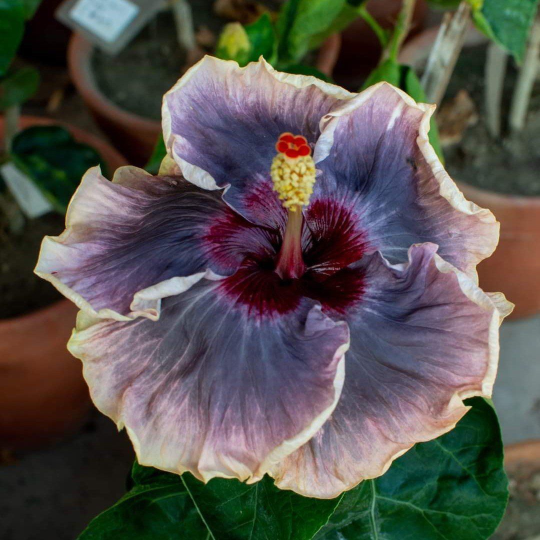 Plants Villa - Australian Variety Grafted Hibiscus Flower Plant