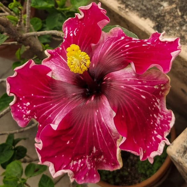 Plants Villa - Australian Variety Grafted Hibiscus Flower Plant Plants Villa - Australian Variety Grafted Hibiscus Flower Plant