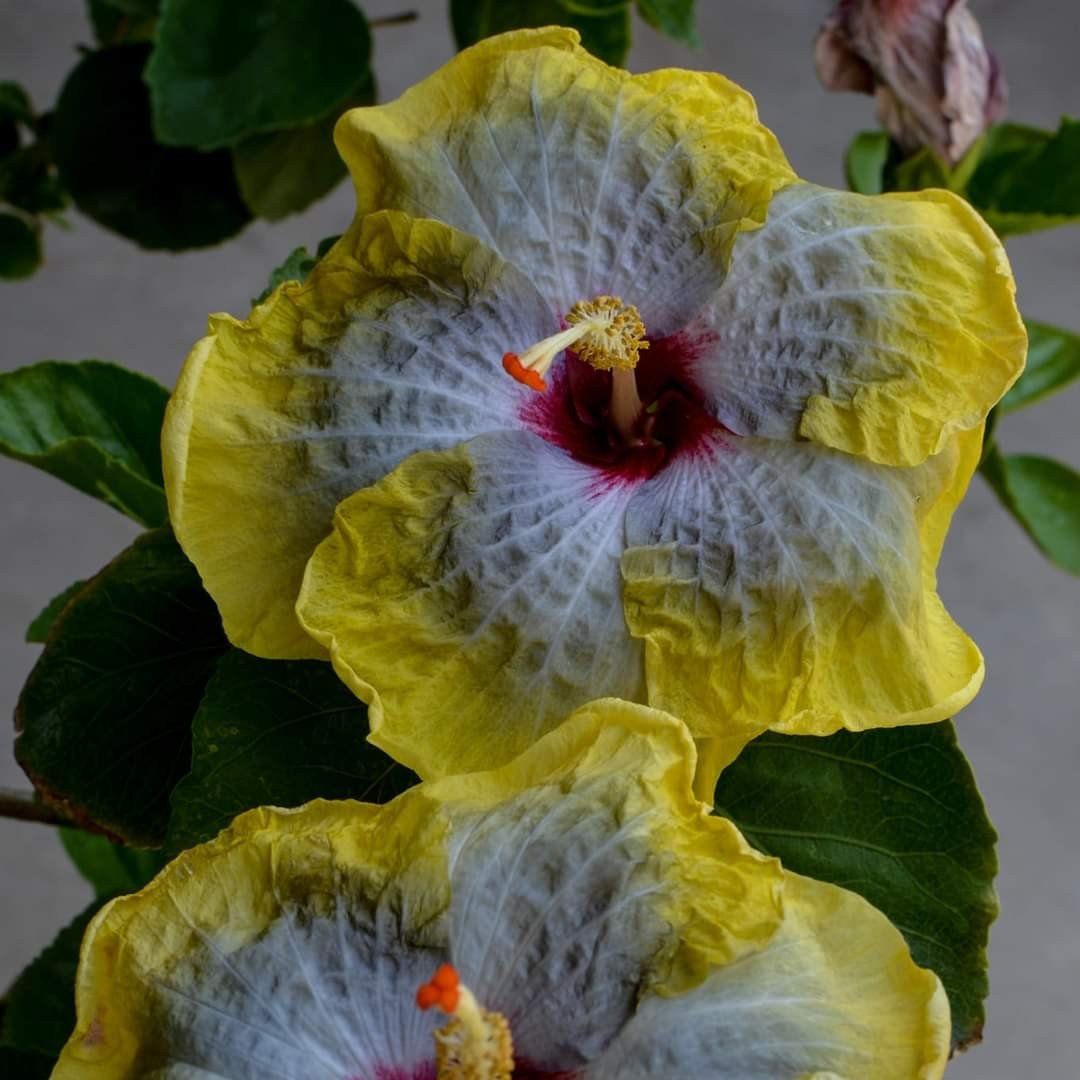 Plants Villa - American Variety Grafted Hibiscus Flower Plant