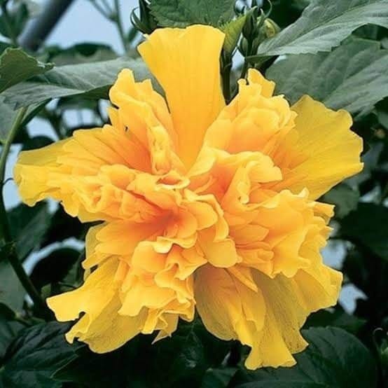Plants Villa - Double Petalgrafted Hibiscus Flower Plant