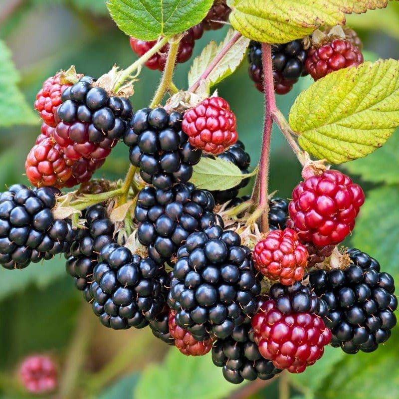 Plants Villa - Black Berry Hybrid Fruit Plant