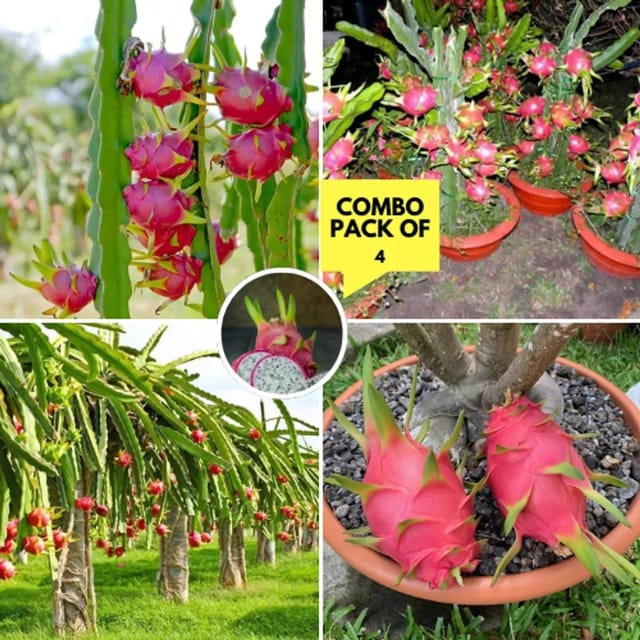 Plants Villa - Dragon Fruit Plant_Red Combo Offer_(Pack Of 4 Plants) Plants Villa - Dragon Fruit Plant_Red Combo Offer_(Pack Of 4 Plants)