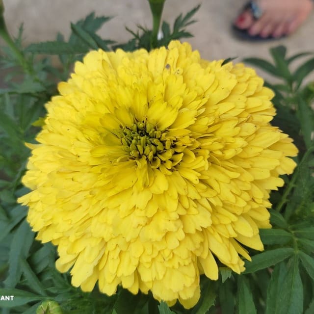 Plants Villa - Hybrid Inca Variety Marigold Flower Plant_Yellow Plants Villa - Hybrid Inca Variety Marigold Flower Plant_Yellow