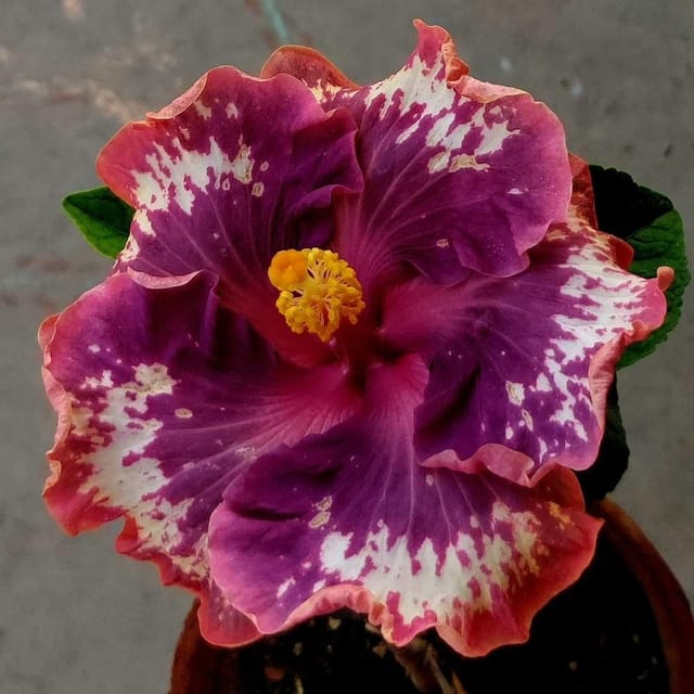 Plants Villa - Australian Variety Grafted Hibiscus Flower Plant Plants Villa - Australian Variety Grafted Hibiscus Flower Plant