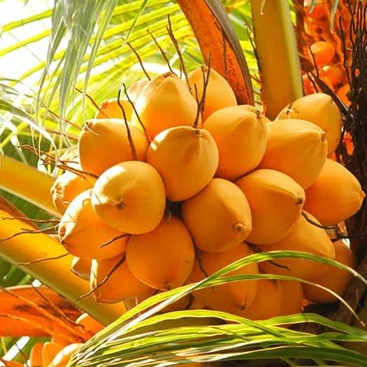 Plants Villa - Kerala Dwarf Variety Coconut Fruit Plant
