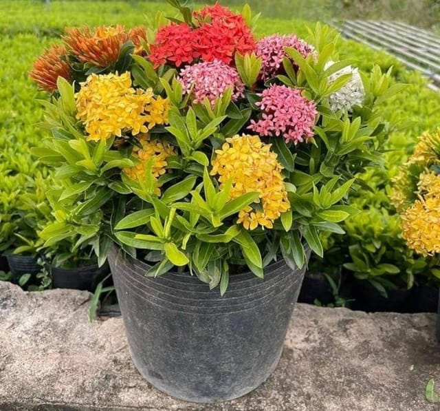 Plants Villa - Mixed Ixora Flower Plant Combo_(Pack Of 4) Plants Villa - Mixed Ixora Flower Plant Combo_(Pack Of 4)