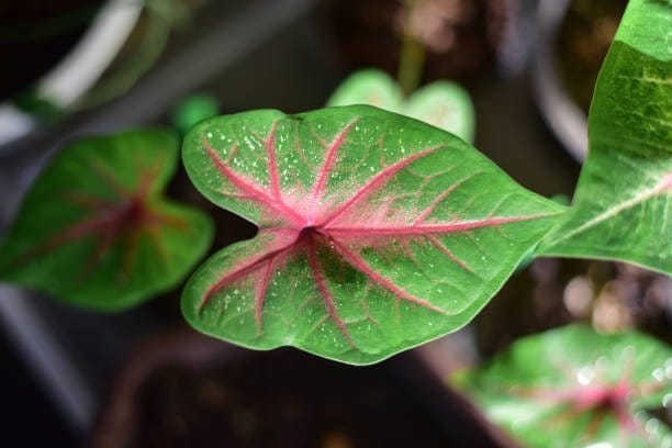 Plants Villa - Caladium Bi-colour Syngonium Plant Plants Villa - Caladium Bi-colour Syngonium Plant