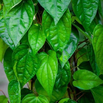 Plants Villa - Maghai Betel Leaf Plant Maghai Paan Plants Villa - Maghai Betel Leaf Plant Maghai Paan