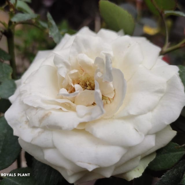 Plants Villa - Climbing Rose Flower Plant_White Plants Villa - Climbing Rose Flower Plant_White