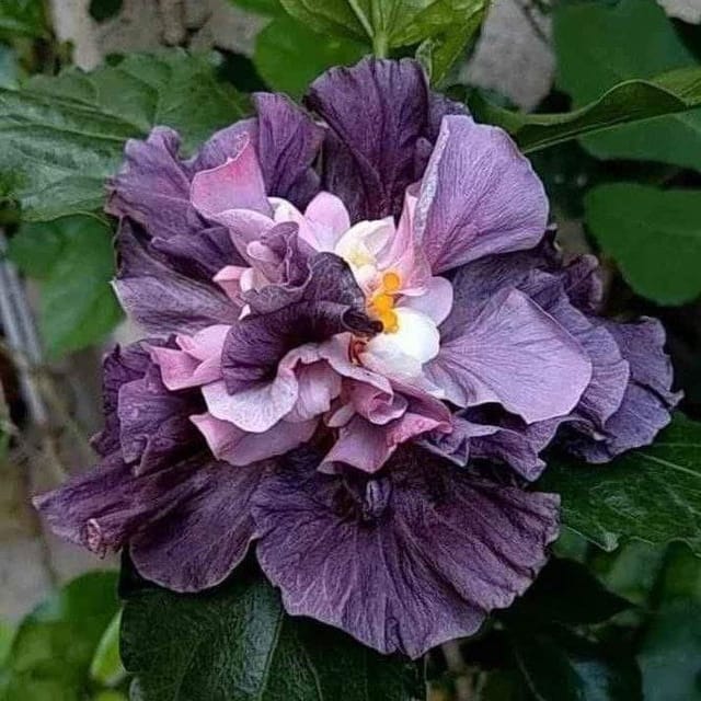Plants Villa - Double Petal Variety Grafted Hibiscus Flower Plant Plants Villa - Double Petal Variety Grafted Hibiscus Flower Plant