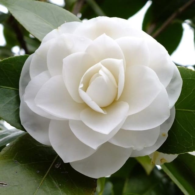 Plants Villa - Camellia Flower Plant_White Plants Villa - Camellia Flower Plant_White