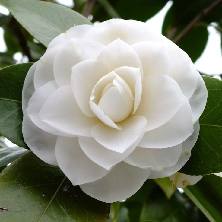 Plants Villa - Camellia Flower Plant_White