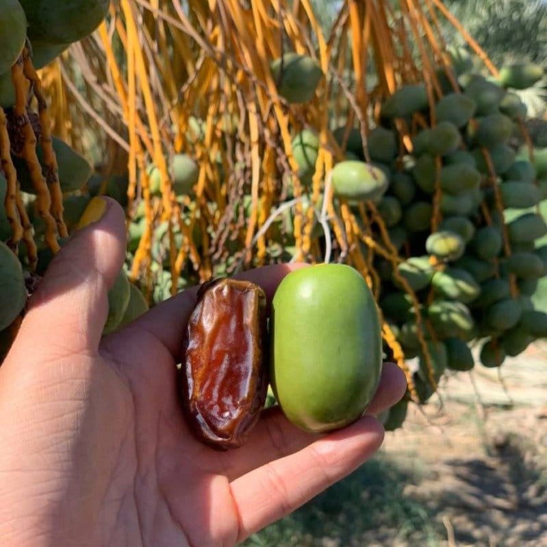Plants Villa - Hayani Variety Date Plum | Live Plant