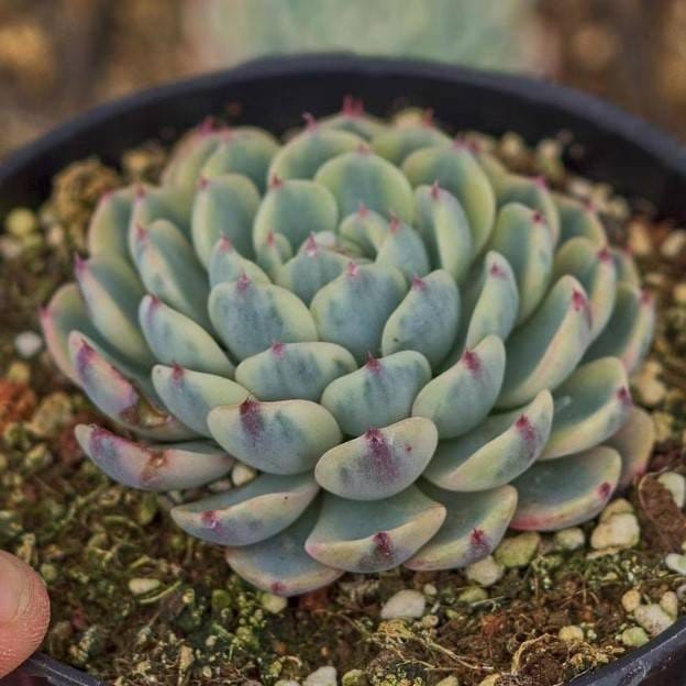 Plants Villa - Echeveria Minima Verigated Live Sacculent Plant