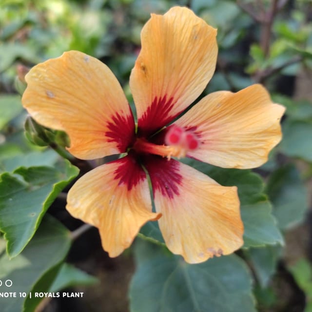 Plants Villa - Miniature Hibiscus Flower Plant_Yellow Plants Villa - Miniature Hibiscus Flower Plant_Yellow