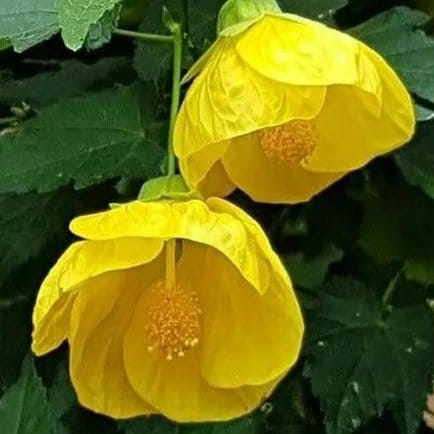 Plants Villa - Lantern Hibiscus Flower Plant_Yellow