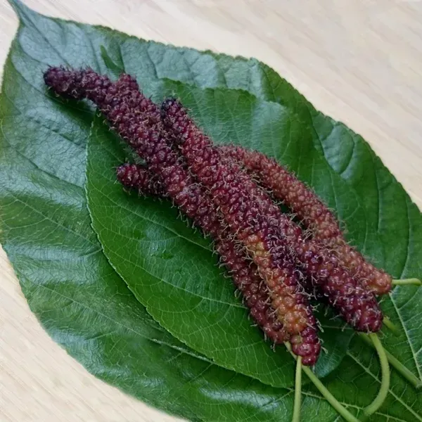 Plants Villa - Brazalian Hybrid Mulberry Fruit Plant