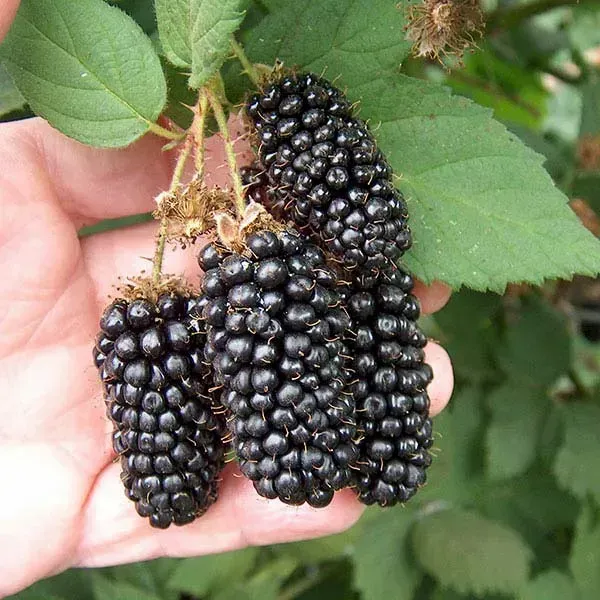 Plants Villa - Hybrid Long Berry Fruit Plant