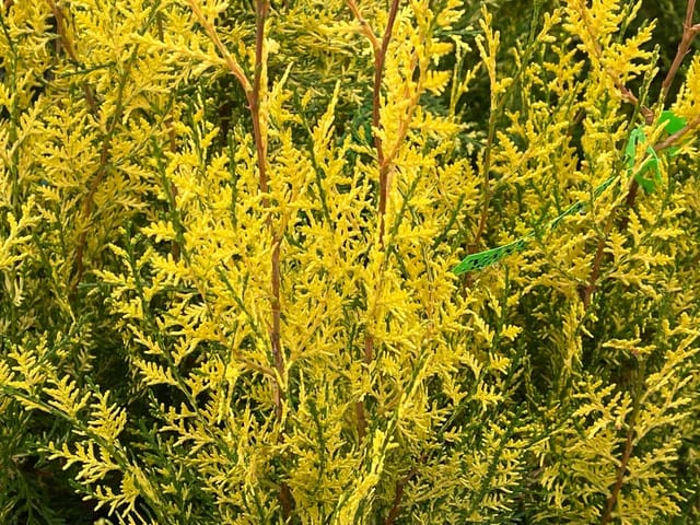 Plants Villa - Golden Oriental Arbor Vitae Plant Plants Villa - Golden Oriental Arbor Vitae Plant