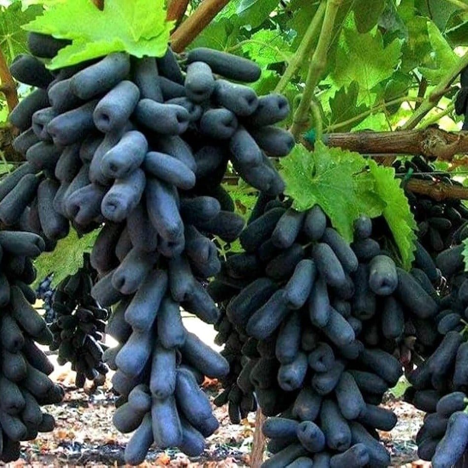 Plants Villa - Thai Variety Seedless Black Grapes Fruit Plant