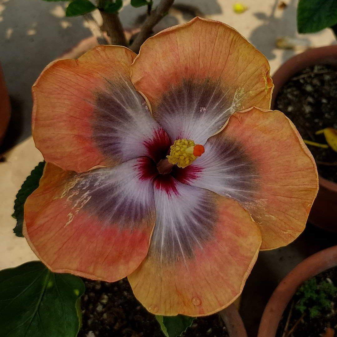 Plants Villa - American Variety Grafted Hibiscus Flower Plant