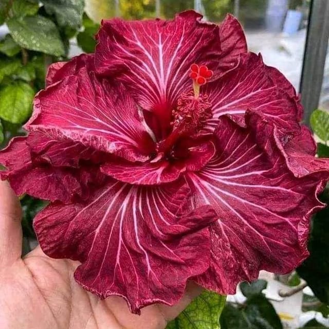 Plants Villa - Australian Variety Grafted Hibiscus Flower Plant Plants Villa - Australian Variety Grafted Hibiscus Flower Plant