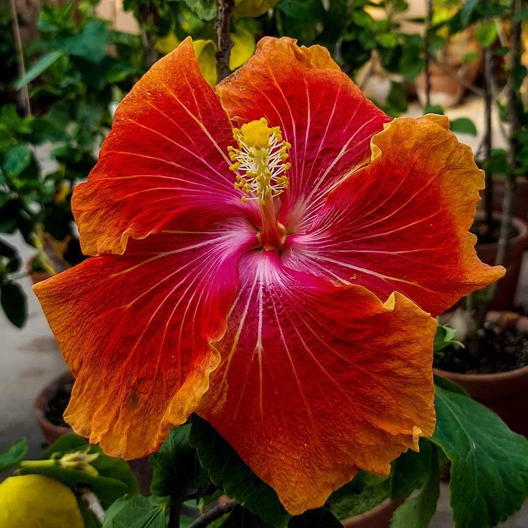 Plants Villa - Australian Variety Grafted Hibiscus Flower Plant