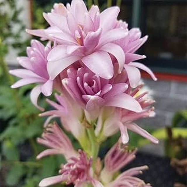 Plants Villa - Tube Rose Live Flower Plant_Pink