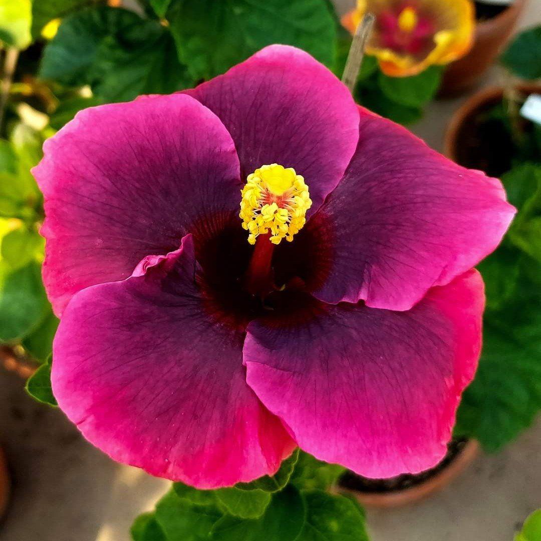 Plants Villa - Australian Variety Grafted Hibiscus Flower Plant