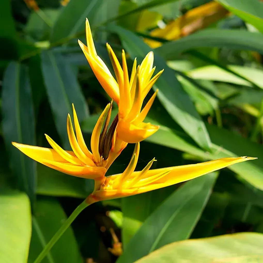 Plants Villa - Bird Of Paradise Flower Plant