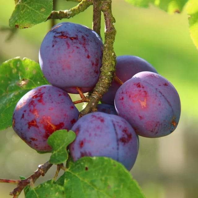Plants Villa - Dwarf Aalu Bukhara Plum Grafted & Hybrid Fruit Plant Plants Villa - Dwarf Aalu Bukhara Plum Grafted & Hybrid Fruit Plant