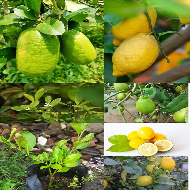 Plants Villa - All Time Kagaji Lemon/Nimbu Fruit Plant (Height 1-2 Feet) Lemon Orignal Hybrid Layering / Grafted Fruit Plant| Strong Tangy Flavor | Home Garden Outdoor