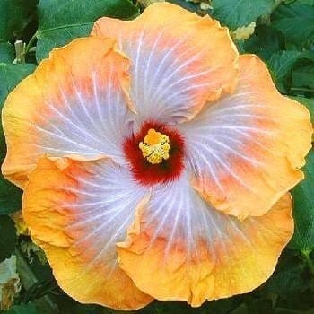 Plants Villa - Australian Variety Hibiscus Hibiscus Flower Plant Plants Villa - Australian Variety Hibiscus Hibiscus Flower Plant