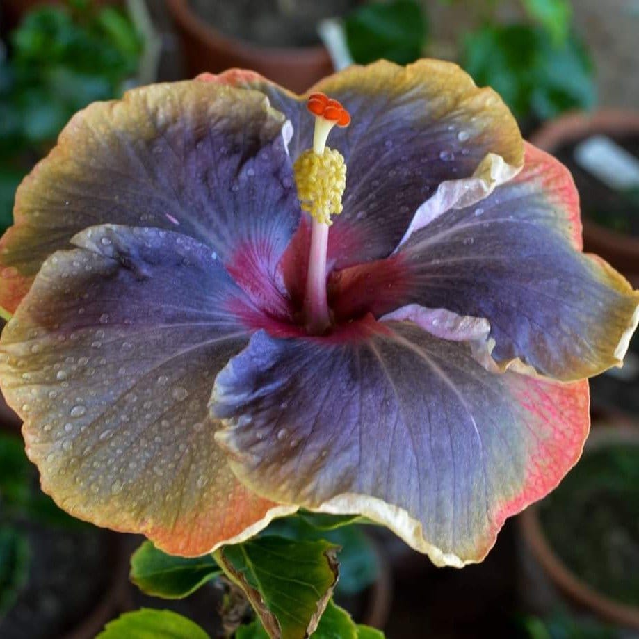 Plants Villa - American Variety Grafted Hibiscus Flower Plant